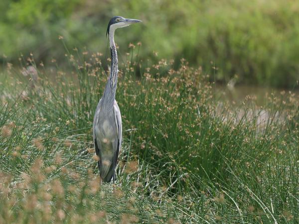 <h3><a href="/trips/tanzania/biota/animalia/chordata/aves/015 pelecaniformes/002 ardeidae/ardea melanocephala/ardea melanocephala-nl.html">Ardea&nbsp;melanocephala</a> / Black‑headed&nbsp;heron / Zwartkopreiger</h3>OM-1 Mark II met OLYMPUS M.150-400mm F4.5, 1/2000 sec  bij F4.5, ISO 800, afstand 28.2&nbsp;m